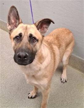 German Shepherd Dog Dogs Available for Adoption in Las Vegas, Nevada - TOMMY | PetCurious
