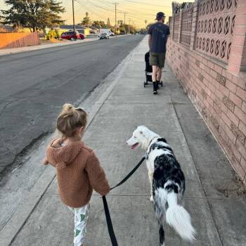 Peach -  Australian Shepherd Dog for Adoption in San Diego, California - Peach | PetCurious