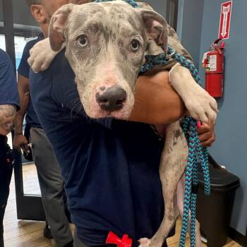 Charley -  Pit Bull Terrier Dog for Adoption in Newark, New Jersey - Charley | PetCurious