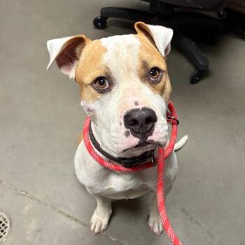 Capone -  American Bulldog Dog for Adoption in Yuma, Arizona - Capone | PetCurious