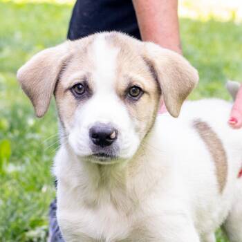 Saint Bernard and Beagle Dogs Available for Adoption in West Grove, Pennsylvania - Trouble  (Male)    Avail  5/23 | PetCurious