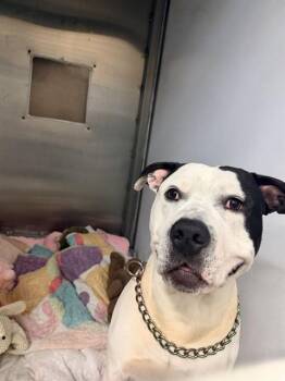 Pit Bull Terrier Dogs Available for Adoption in San Jose, California - BANJO | PetCurious