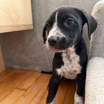 Ramona -  Chihuahua Dog for Adoption in New York, New York - Ramona | PetCurious