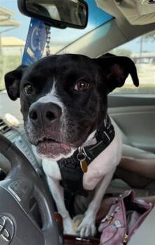 LIVIA -  American Staffordshire Terrier Dog for Adoption in San Antonio, Texas - LIVIA | PetCurious