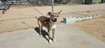 Rescue Whippet and Boxer Dogs for Adoption in California City, California - Bluey | PetCurious