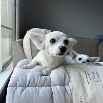 Chai -  Chihuahua Dog for Adoption in Los Angeles, California - Chai | PetCurious
