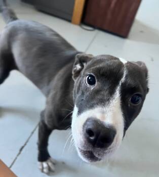 Rescue Hound Dogs for Adoption in Greenwood, Mississippi - Sophie | PetCurious