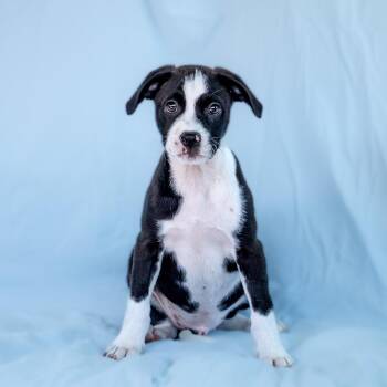 Spaniel and Terrier Dogs Available for Adoption in San Diego, California - Emmy Pup - Rogen | PetCurious