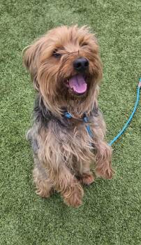 Silky Terrier Dogs Available for Adoption in Salt Lake City, Utah - Maximus | PetCurious