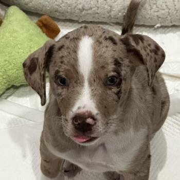 Catahoula Leopard Dog and Mixed Breed Dogs Available for Adoption in Jupiter, Florida - Finley | PetCurious