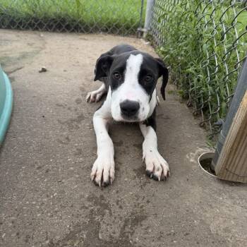 Ham -  Terrier Dog for Adoption in Mineral Point, Wisconsin - Ham | PetCurious