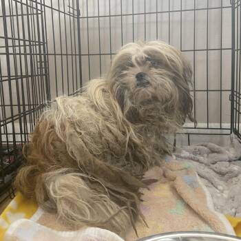 Mixed Breed Dogs Available for Adoption in Leander, Texas - Lily S11 | PetCurious
