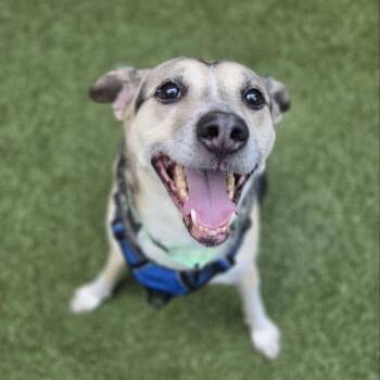 Kima -  Mixed Breed Dog for Adoption in New York, New York - Kima | PetCurious
