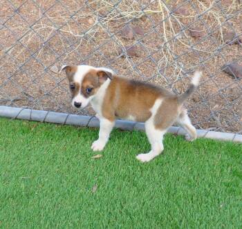 Italian Greyhound and Chihuahua Dogs Available for Adoption - Chardonnay | PetCurious