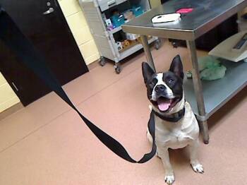 BOLO -  Pit Bull Terrier and Mixed Breed Dog for Adoption in Cookeville, Tennessee - BOLO | PetCurious