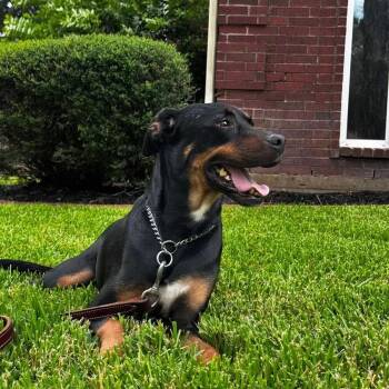 Crunchwrap Supreme a.k.a Ajax -  Doberman Pinscher and Rottweiler Dog for Adoption in Polk, Ohio - Crunchwrap Supreme A.k.a Ajax | PetCurious