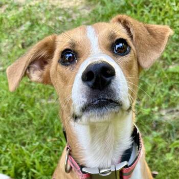 Kirby -  Jack Russell Terrier Dog for Adoption in Cedar Mountain, North Carolina - Kirby | PetCurious
