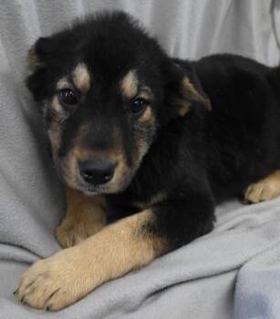 Shepherd and Labrador Retriever Dogs Available for Adoption - Naand | PetCurious
