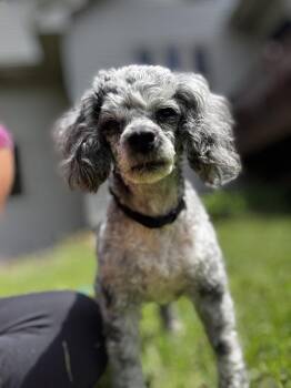 Miniature Poodle Dogs Available for Adoption in Union Grove, Wisconsin - Blue Moon Aka Earl | PetCurious