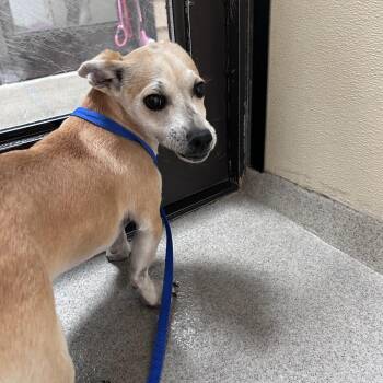 Chihuahua and Cardigan Welsh Corgi Dogs Available for Adoption in Chino Hills, California - Leo (C000-154) - Chino Hills Location | PetCurious