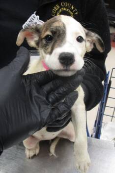 Pit Bull Terrier Dogs Available for Adoption in Marietta, Georgia - Lee(315) | PetCurious