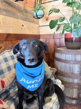 Mixed Breed Dogs Available for Adoption - Fritzi | PetCurious