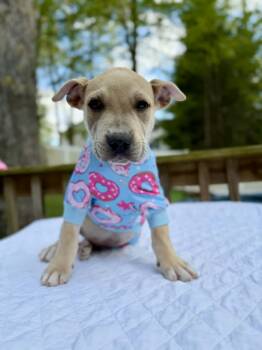 Pit Bull Terrier and Yellow Labrador Retriever Dogs Available for Adoption in Levittown, New York - Heinz  | PetCurious