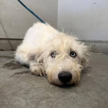 BEAN -  Siberian Husky and Cairn Terrier Dog for Adoption in Camarillo, California - BEAN | PetCurious