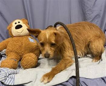 Toy Fox Terrier and Mixed Breed Dogs Available for Adoption in Modesto, California - A608932 | PetCurious