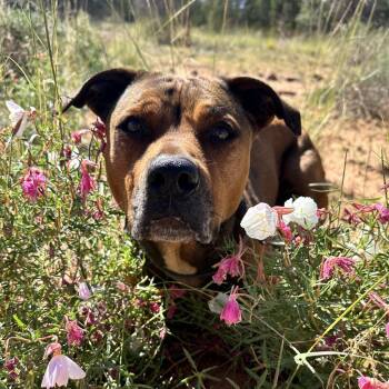 Ember -  American Staffordshire Terrier and Shepherd Dog for Adoption in Kanab, Utah - Ember | PetCurious