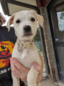 Mixed Breed Dogs Available for Adoption in Renfrew, Pennsylvania - Nyx | PetCurious