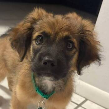 Germany -  German Shepherd Dog Dog for Adoption in Tampa, Florida - Germany | PetCurious