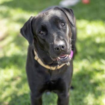 Maggy - Adopted! -  Labrador Retriever Dog for Adoption in San Diego, California - Maggy - Adopted! | PetCurious