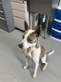 BLUE -  Pit Bull Terrier and Mixed Breed Dog for Adoption in Corpus Christi, Texas - BLUE | PetCurious
