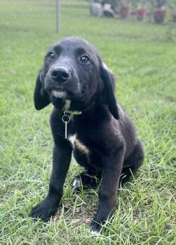 Fern Lonestar -  Labrador Retriever Dog for Adoption in Rockaway, New Jersey - Fern Lonestar | PetCurious