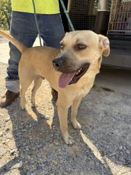 Hopscotch -  Mixed Breed Dog for Adoption in Lawrenceburg, Tennessee - Hopscotch | PetCurious