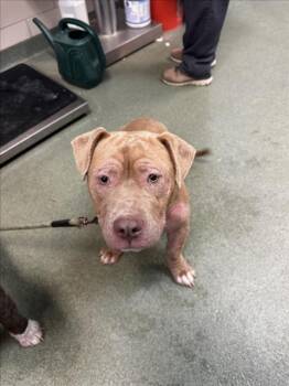 Mixed Breed Dogs Available for Adoption in Santa Fe, New Mexico - LADY CASSANDRA | PetCurious