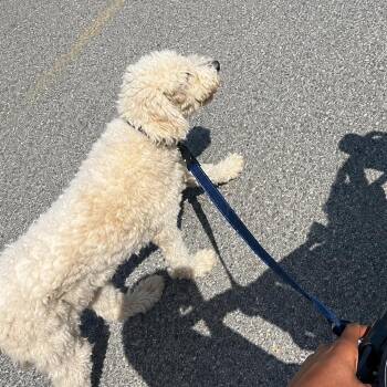 Standard Poodle and Labrador Retriever Dogs Available for Adoption in New Orleans, Louisiana - Rosey (Benefactor Dog) | PetCurious