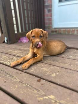Caramel -  Coonhound Dog for Adoption in Franklin, Tennessee - Caramel | PetCurious