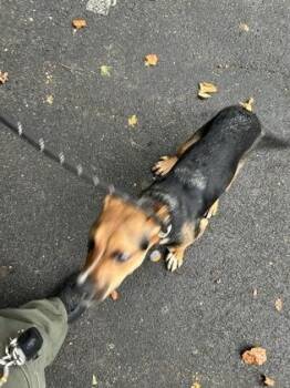 Collier -  Mixed Breed Dog for Adoption in Atlanta, Georgia - Collier | PetCurious