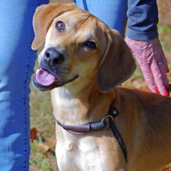 Rescue Yellow Labrador Retriever and Beagle Dogs for Adoption in Sautee Nacoochee, Georgia - Stella | PetCurious