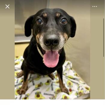 Karen -  Beagle and Plott Hound Dog for Adoption in Spring Hill, Kansas - Karen | PetCurious