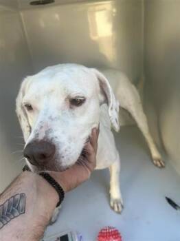 Rescue Pit Bull Terrier and Mixed Breed Dogs for Adoption in Houston, Texas - A644651 | PetCurious