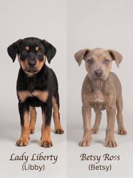 Betsy Ross (Betsy) -  American Staffordshire Terrier Dog for Adoption in Amelia, Ohio - Betsy Ross (Betsy) | PetCurious
