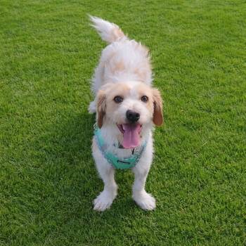 Dachshund and Terrier Dogs Available for Adoption in Las Vegas, Nevada - Moose | PetCurious