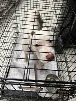 Howard -  Mixed Breed Dog for Adoption in Atlanta, Georgia - Howard | PetCurious