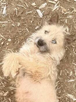 Lola -  Terrier and Mixed Breed Dog for Adoption in Severance, Colorado - Lola | PetCurious
