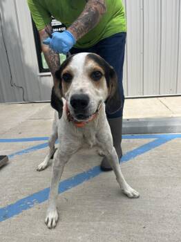 Nicco -  Bluetick Coonhound and Mixed Breed Dog for Adoption in Lawrenceburg, Tennessee - Nicco | PetCurious
