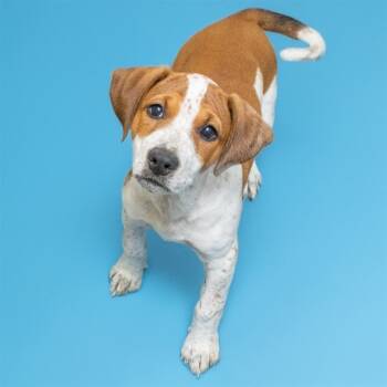 Rescue Australian Cattle Dog Blue Heeler and Redbone Coonhound Dogs for Adoption in St. Louis, Missouri - CATAN | PetCurious