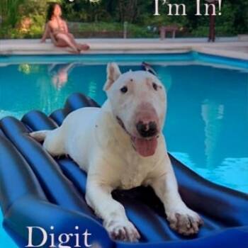Rescue Bull Terrier Dogs for Adoption in Palm Desert, California - Digit | PetCurious